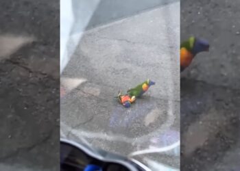 This girl rescued a weak rainbow lorikeet lying on the road, and then