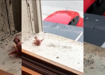 A kind family rescued a baby bird fallen outside their window