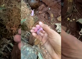 A man found a nest of baby squirrels without their mother and then adopted them