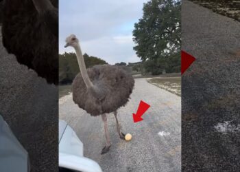 A kind family picked up an ostrich egg on the road and fed it with love after hatching it