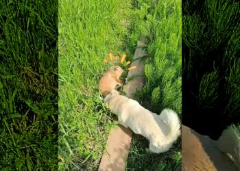 A kind woman rescued a fox from a dog’s mouth and then