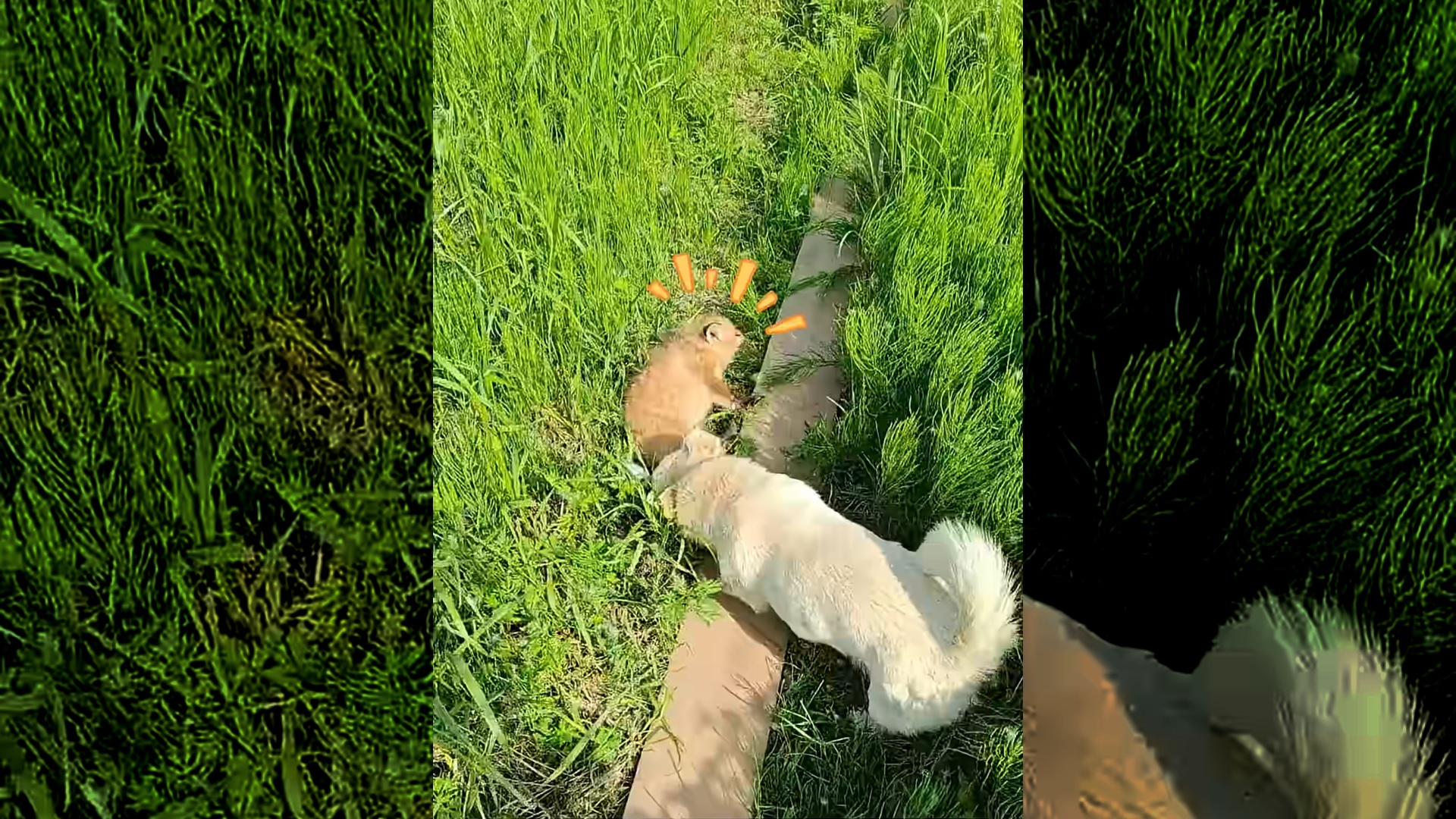 A kind woman rescued a fox from a dog’s mouth and then