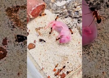 A couple rescued a newborn abandoned sugar glider and raised it by love