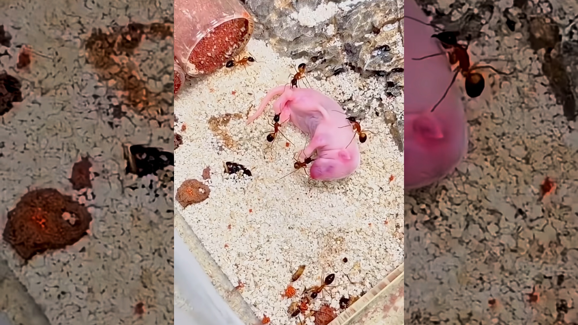 A couple rescued a newborn abandoned sugar glider and raised it by love