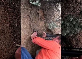 The man found a baby bobcat stuck in a fence and took it home