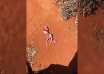 A couple found an abandoned baby kangaroo behind a hill and then