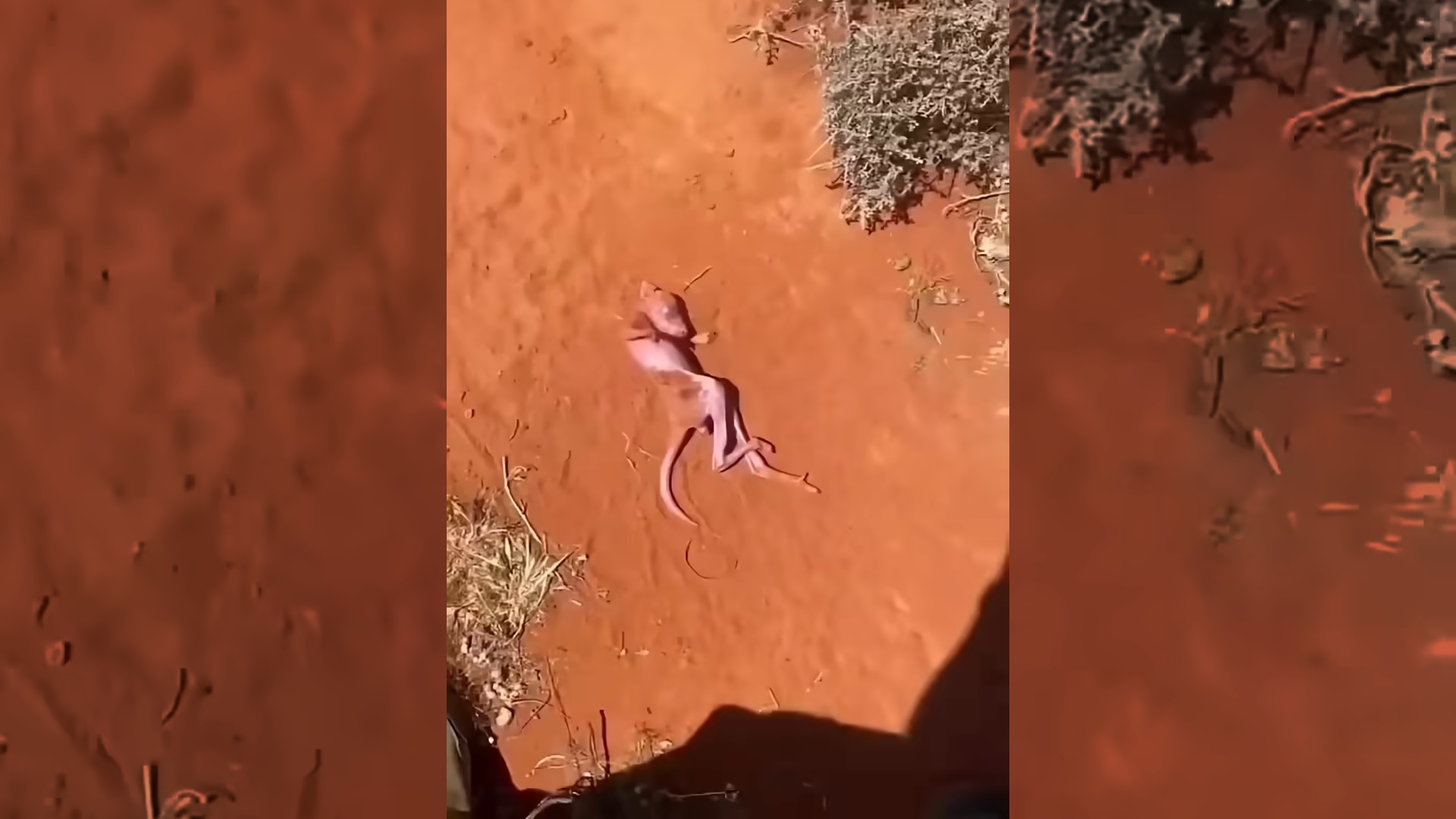 A couple found an abandoned baby kangaroo behind a hill and then