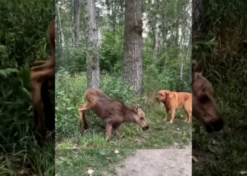 I found an abandoned moose calf, so weak that it couldn’t even stand up
