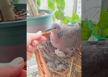 This turtle dove came to build a nest on my balcony and then this happened