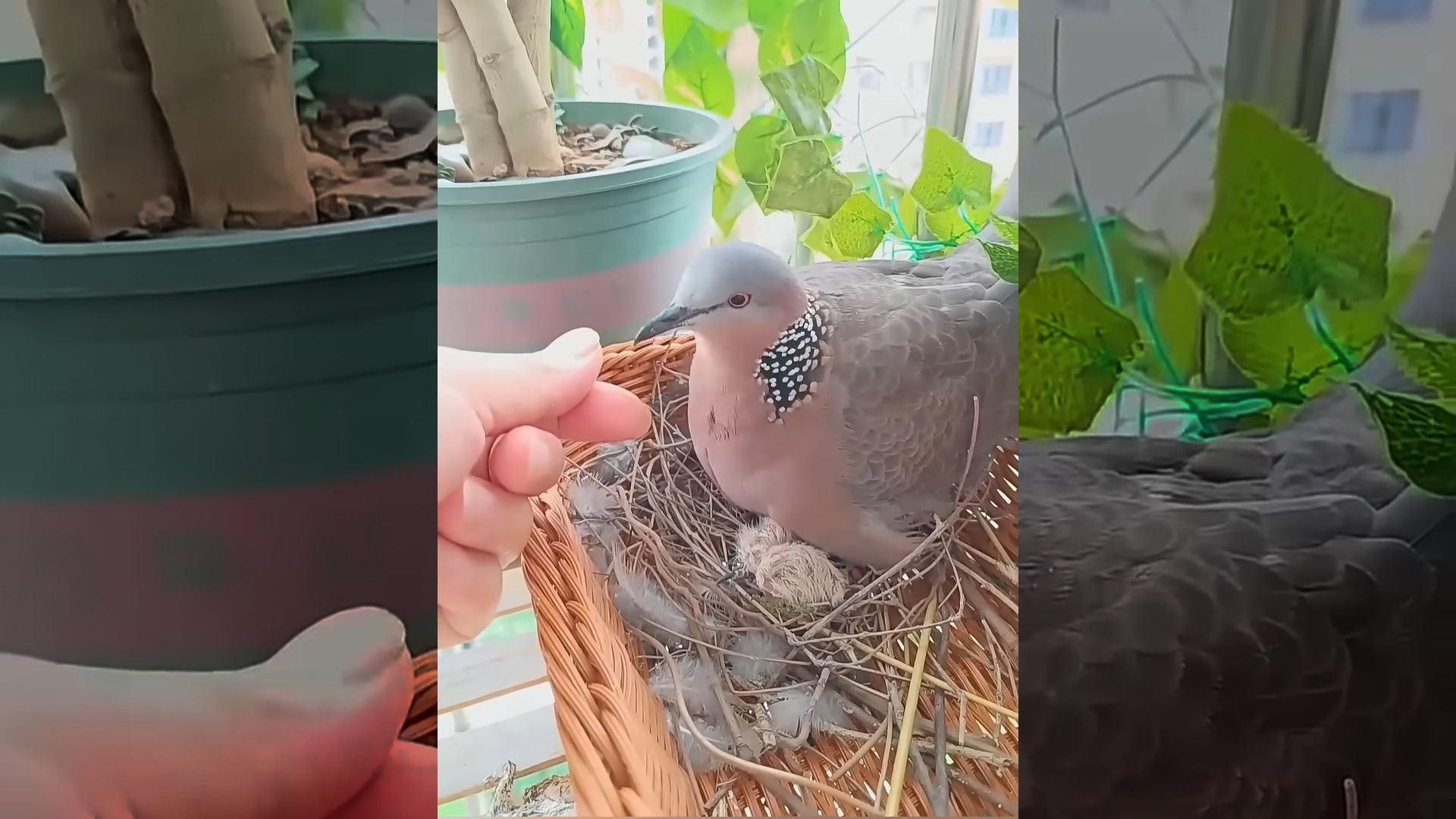This turtle dove came to build a nest on my balcony and then this happened