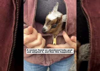 A couple found an abandoned baby goat and adopted it
