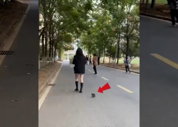 A kind lady’s golden retriever took care of the kittens she rescued