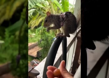 A helpless squirrel is saved, freed from the agony of larvae infestation