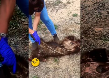 This family found a wombat lying motionless on the road and then