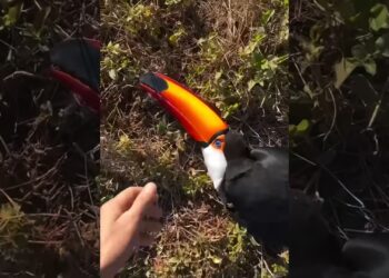 This family found a toucan lying motionless on the grass and then