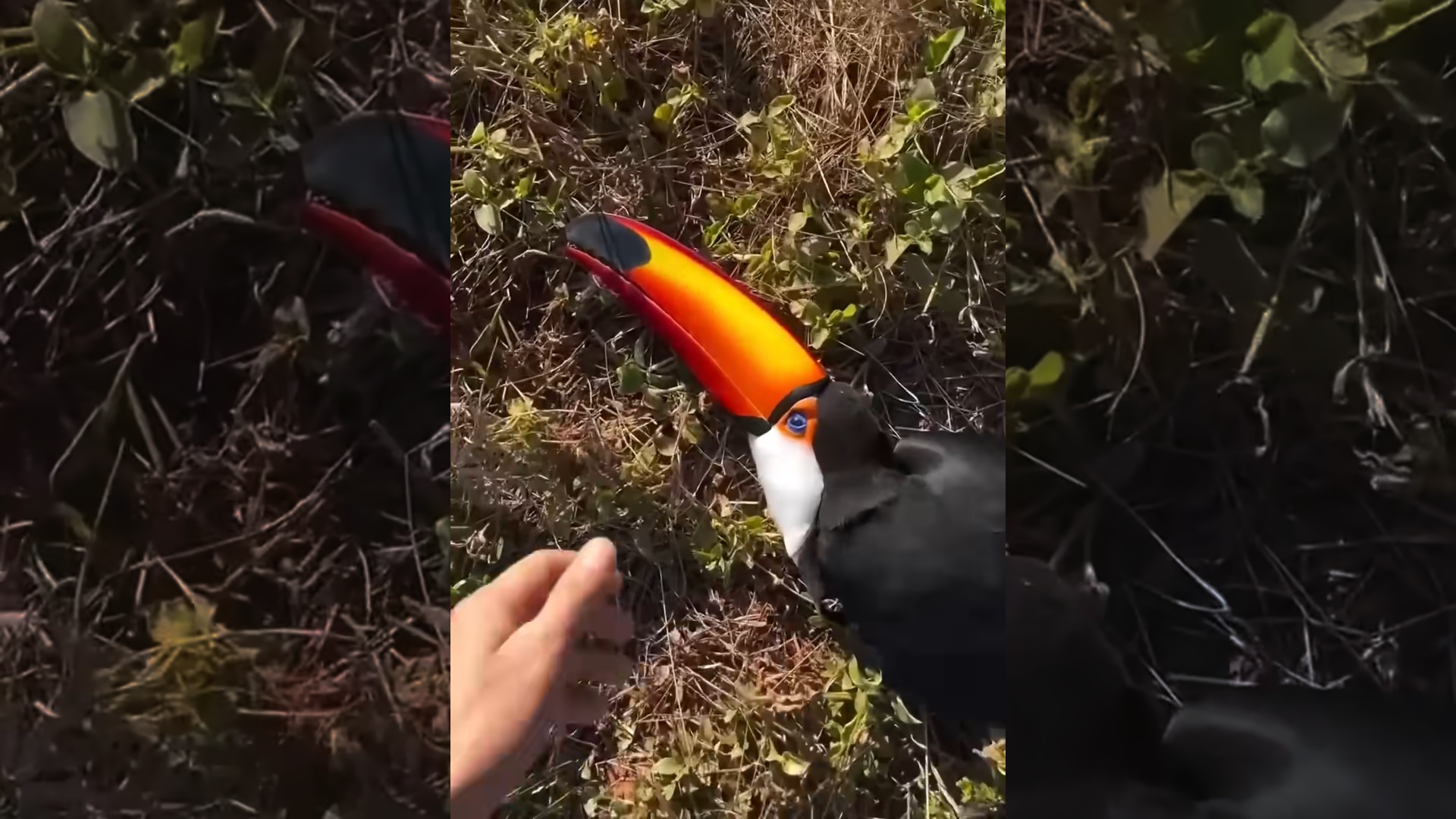 This family found a toucan lying motionless on the grass and then