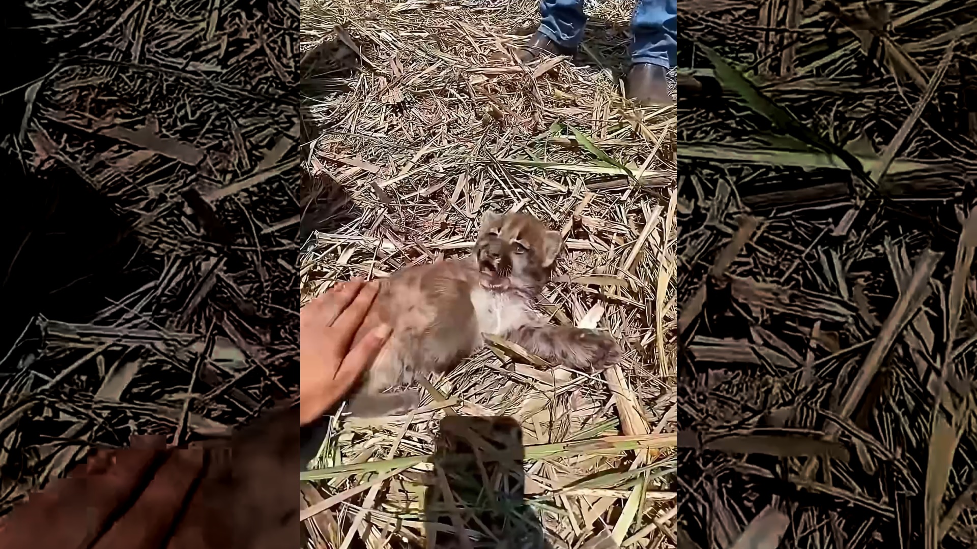 This couple rescued an abandoned puma cub behind the hill and then