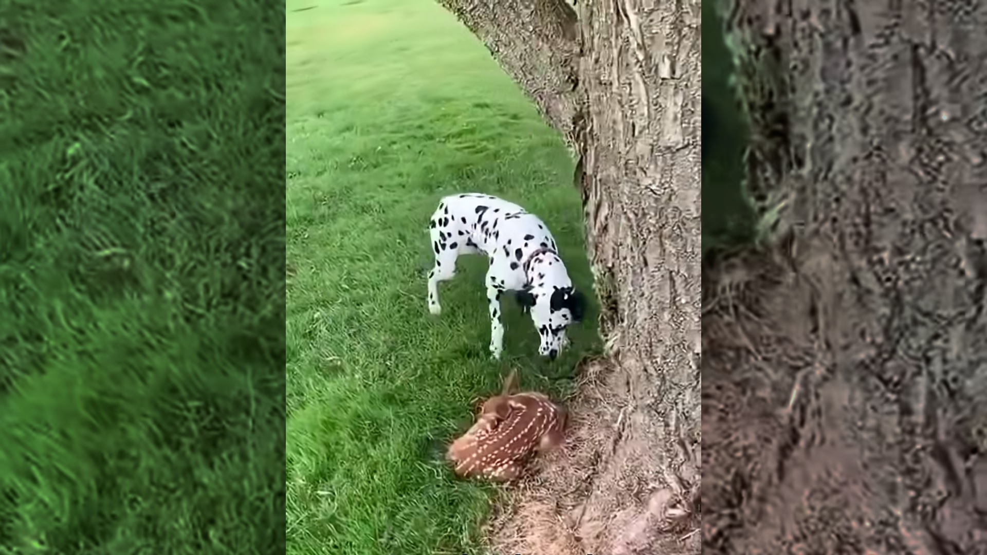 My dog found a lost fawn and I returned it to its mother and then