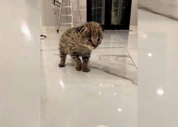 The rescued serval cub and the fascinating story that followed
