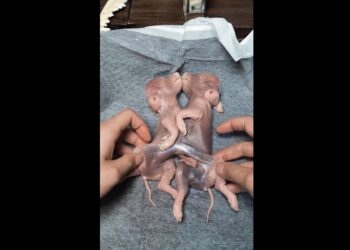 The Most Unusual Deformed Animals You’ll Ever See