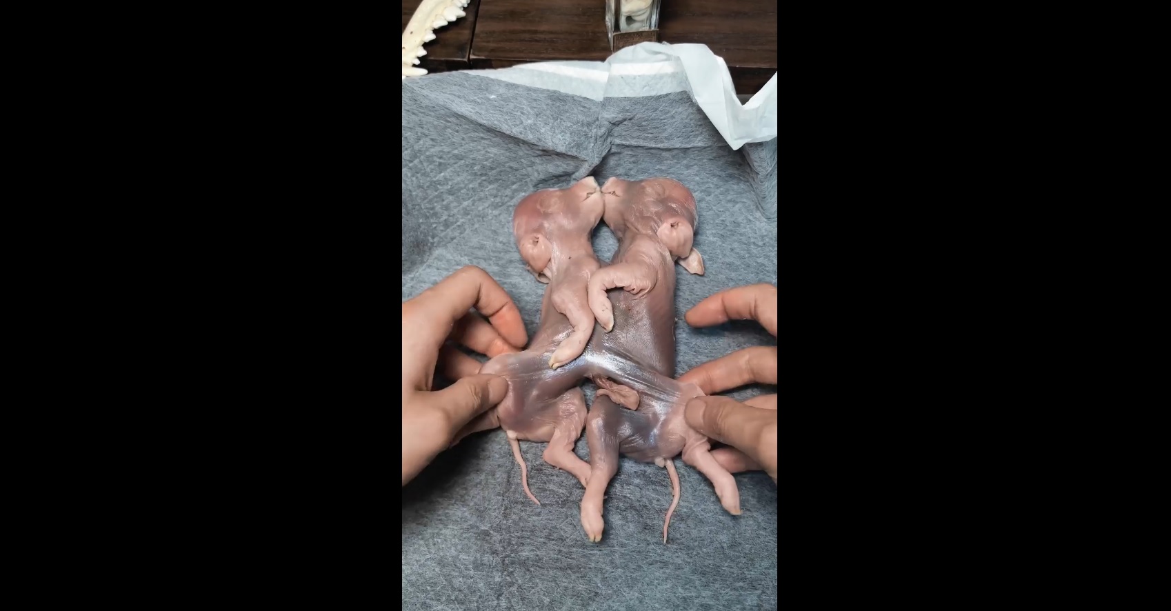 The Most Unusual Deformed Animals You’ll Ever See