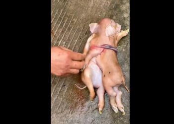 A Collection of the Weirdest Deformed Animals Ever Seen