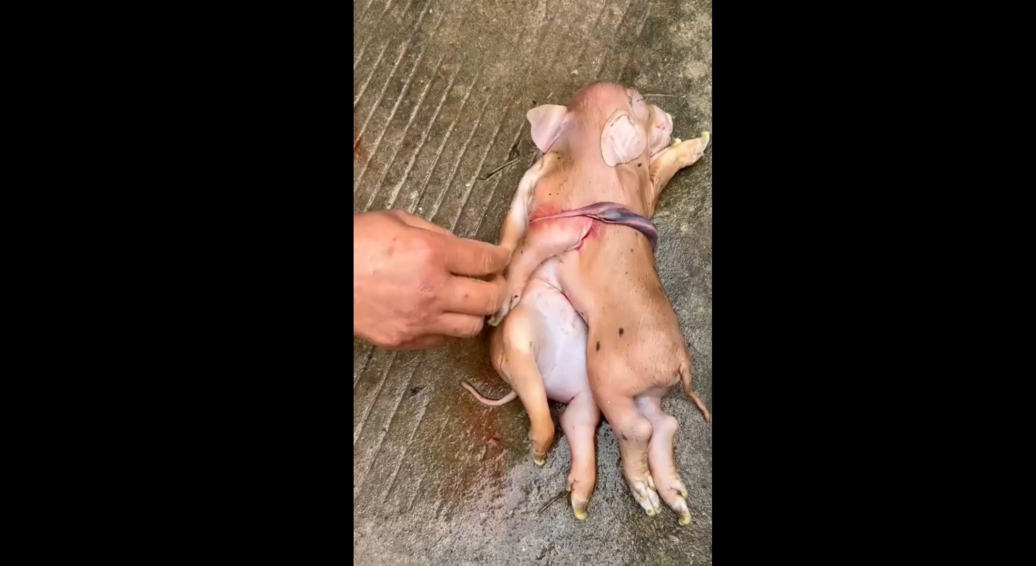 A Collection of the Weirdest Deformed Animals Ever Seen