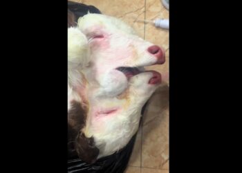 The Most Shocking Mutant Animals Ever Recorded