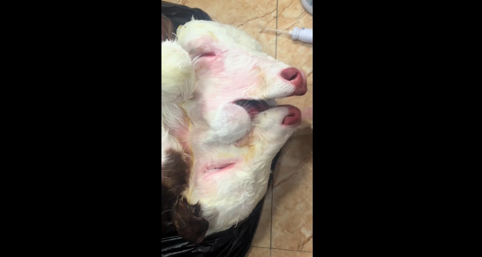 The Most Shocking Mutant Animals Ever Recorded