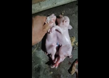 You Won’t Believe This Pig Actually Existed