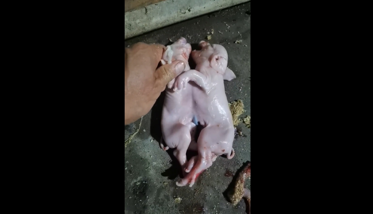 You Won’t Believe This Pig Actually Existed